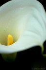 Calla | 01 Calla | 01