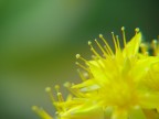 yellow yellow