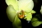 ORCHIDEA 4 ORCHIDEA 4