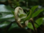 Voluta Naturale Voluta Naturale