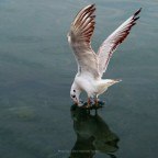 Gull Gull