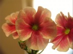 Primula Primula