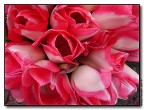 Fiori Fiori
