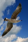 Jumbo Gull Jumbo Gull
