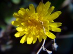fiore giallo fiore giallo