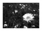 daisy!! daisy!!
