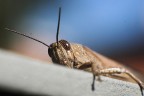 Macro con Jupiter 85mm + tubi Macro con Jupiter 85mm + tubi