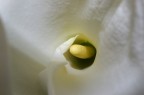 calla calla