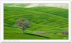 Verde Grano Verde Grano