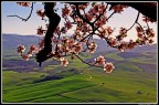 Belvedere di Pienza Belvedere di Pienza