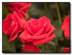 Rose Rose