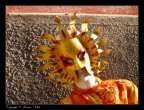 Maschera di donna 4 Maschera di donna 4