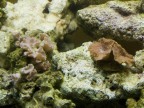 abitanti del mio acquario marino abitanti del mio acquario marino