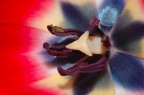 Tulipano Tulipano