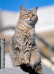 Gatto sul muretto Gatto sul muretto