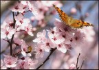 eeehh primaveraaa..le bambine si son svegliateee... eeehh primaveraaa..le bambine si son svegliateee...