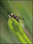 salto con gli sci.. salto con gli sci..