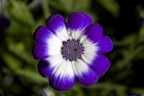 Prima Macro Prima Macro