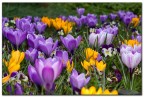 colors in the spring colors in the spring