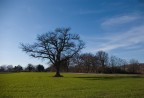 L'albero.. L'albero..