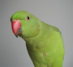 � sempre luiii
canon a95