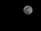 Luna... Luna...