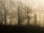 alberi nella foschia alberi nella foschia