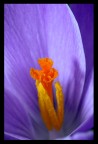 crocus