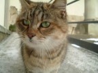gatto delle nevi gatto delle nevi