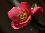 Fiore rosa Fiore rosa