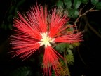 fiore fiore