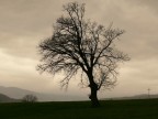 tree.... tree....
