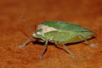Cimice Sul Pavimento Cimice Sul Pavimento