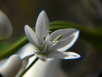 Fiore bianco 2 Fiore bianco 2