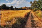 L'oro della terra L'oro della terra