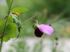fiore goccia e mosca
