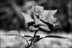 una rosa una rosa