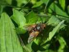 mosca mosca