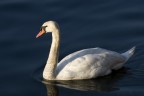 cigno cigno
