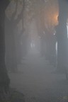 nebbia nebbia