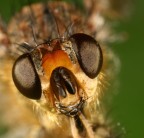 La testolina di un moscerino La testolina di un moscerino