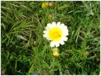 Fiore di Maggio Fiore di Maggio