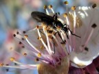 Impollinazione Impollinazione