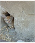 Curiosa Curiosa