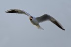 ... Fly ...