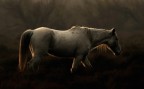 Camargue2 Camargue2