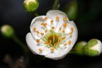 Fiore di prugno Fiore di prugno