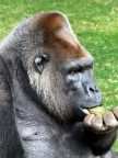 gorilla gorilla