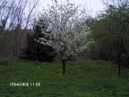 primavera primavera