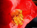 la prima macro la prima macro